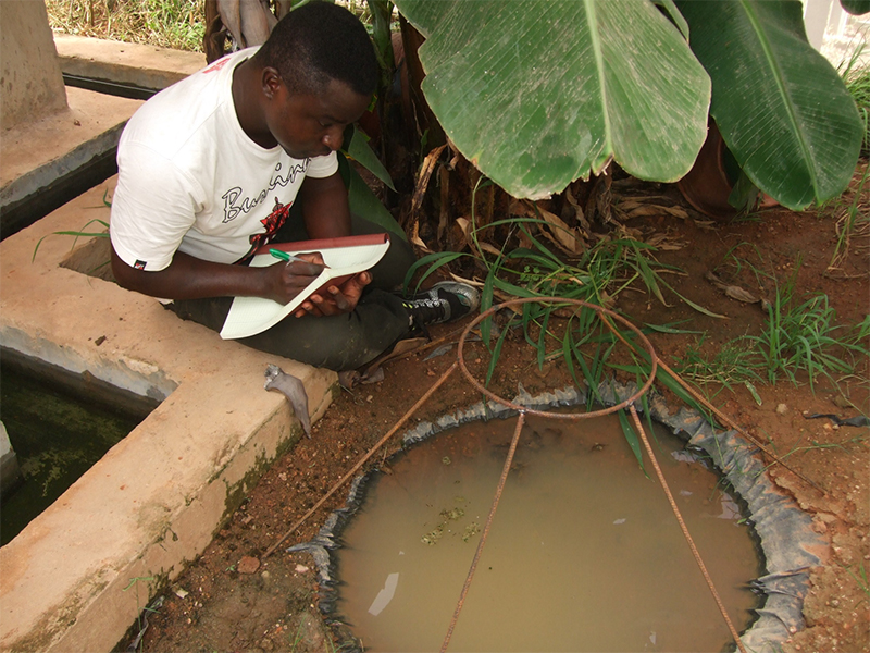 Transgenic Fungus Rapidly Killed Malaria Mosquitoes in West African