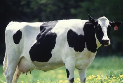 A dairy cow in a field