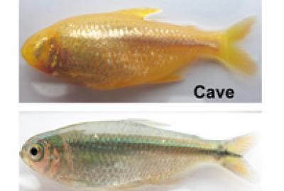 Blind cavefish 