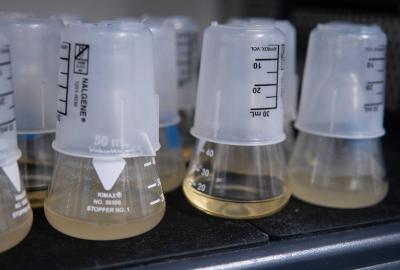 In laboratory flasks containing just two teaspoons of media, scientists document how rapid adaptation between bacteria and viruses produce complex ecological networks. Credit: Josh Borin, UC San Diego