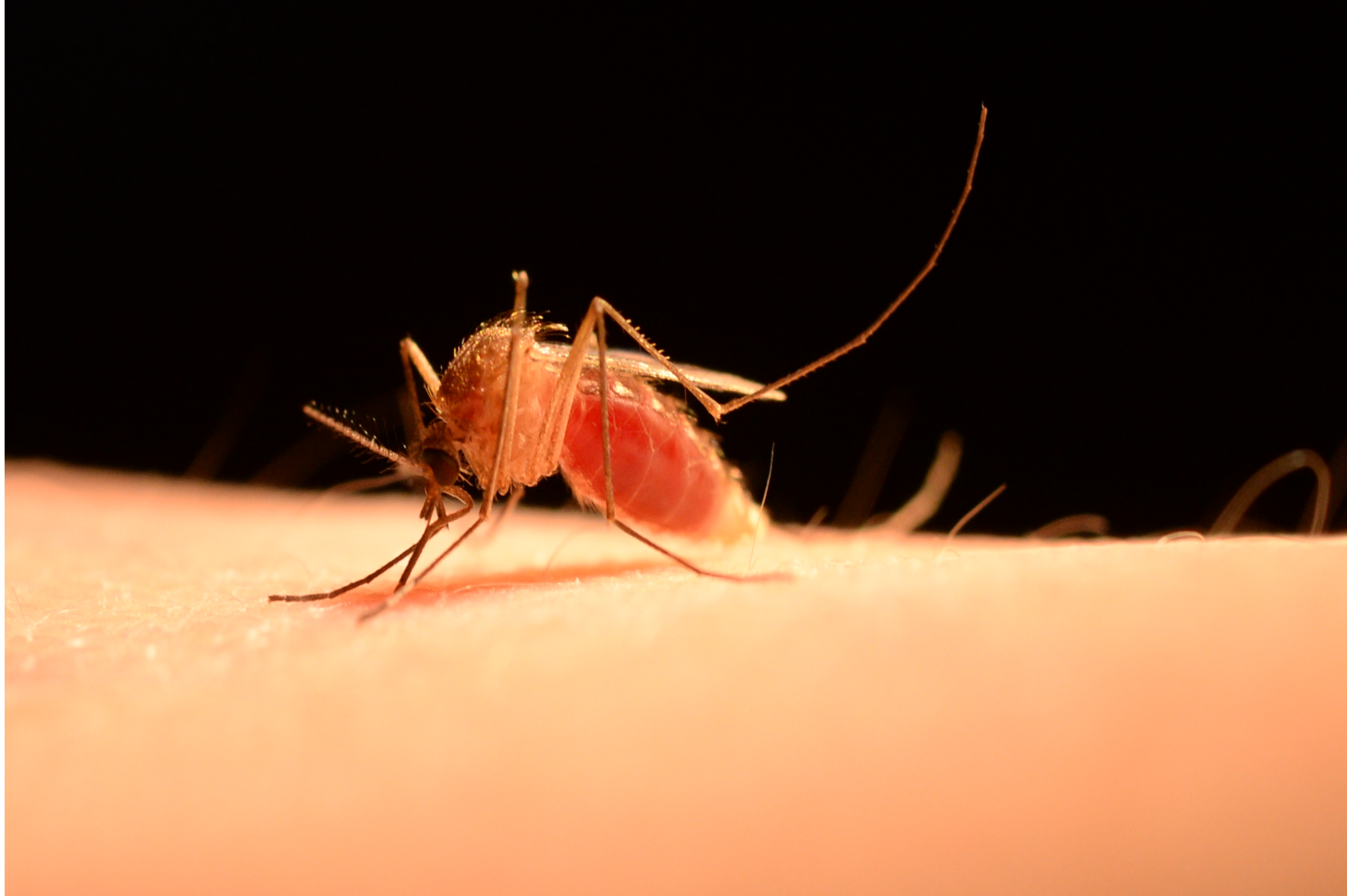 Female Culex pipiens, the Northern house mosquito