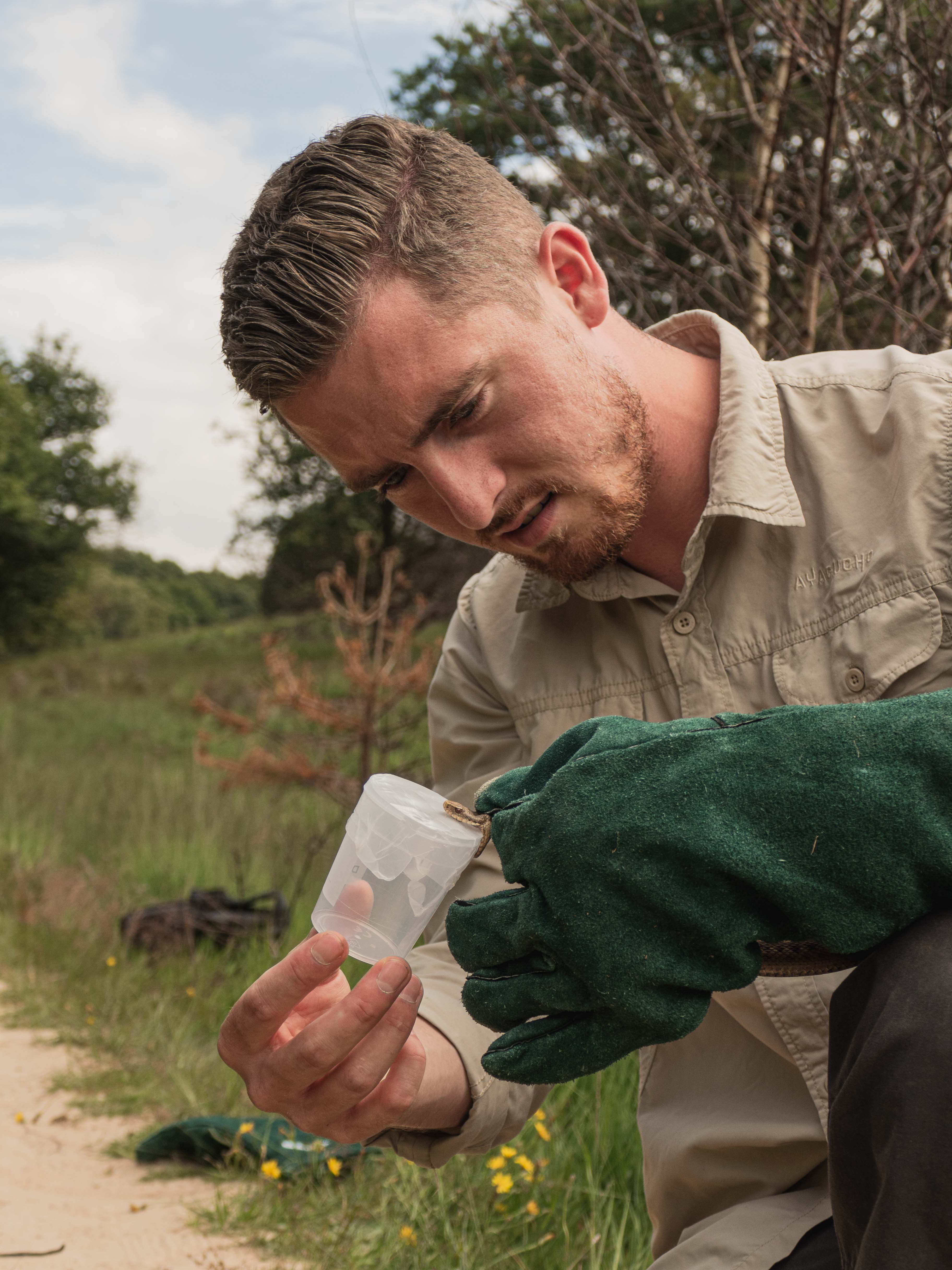 Jory van Thiel wearing a green glove squeezing venom from a live snake into a plastic container.