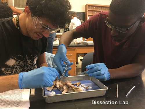 Dissection labs