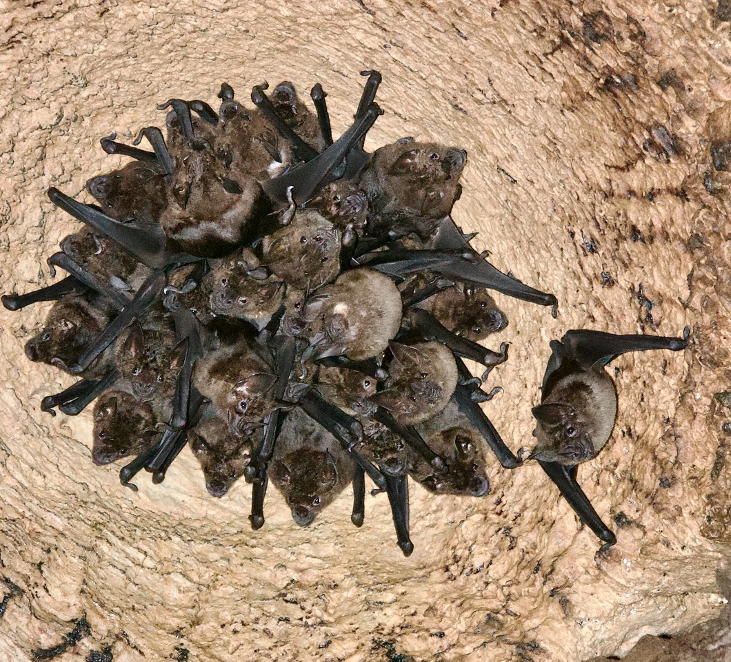 A group of female bats guarded by a male bat in a cave ceiling.