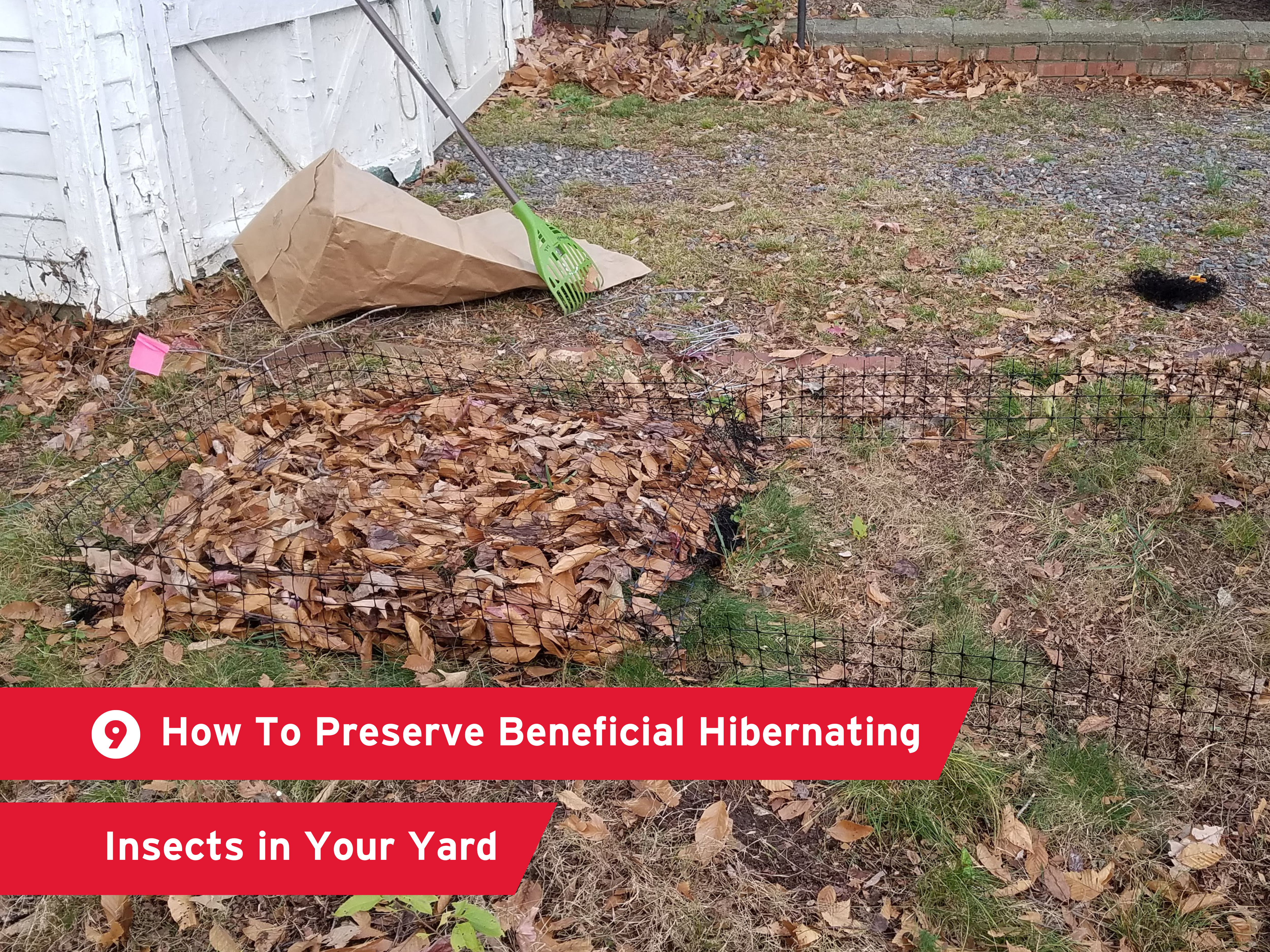 "How To Preserve Beneficial Hibernating Insects in Your Yard" over a background showing a raked leaf pile