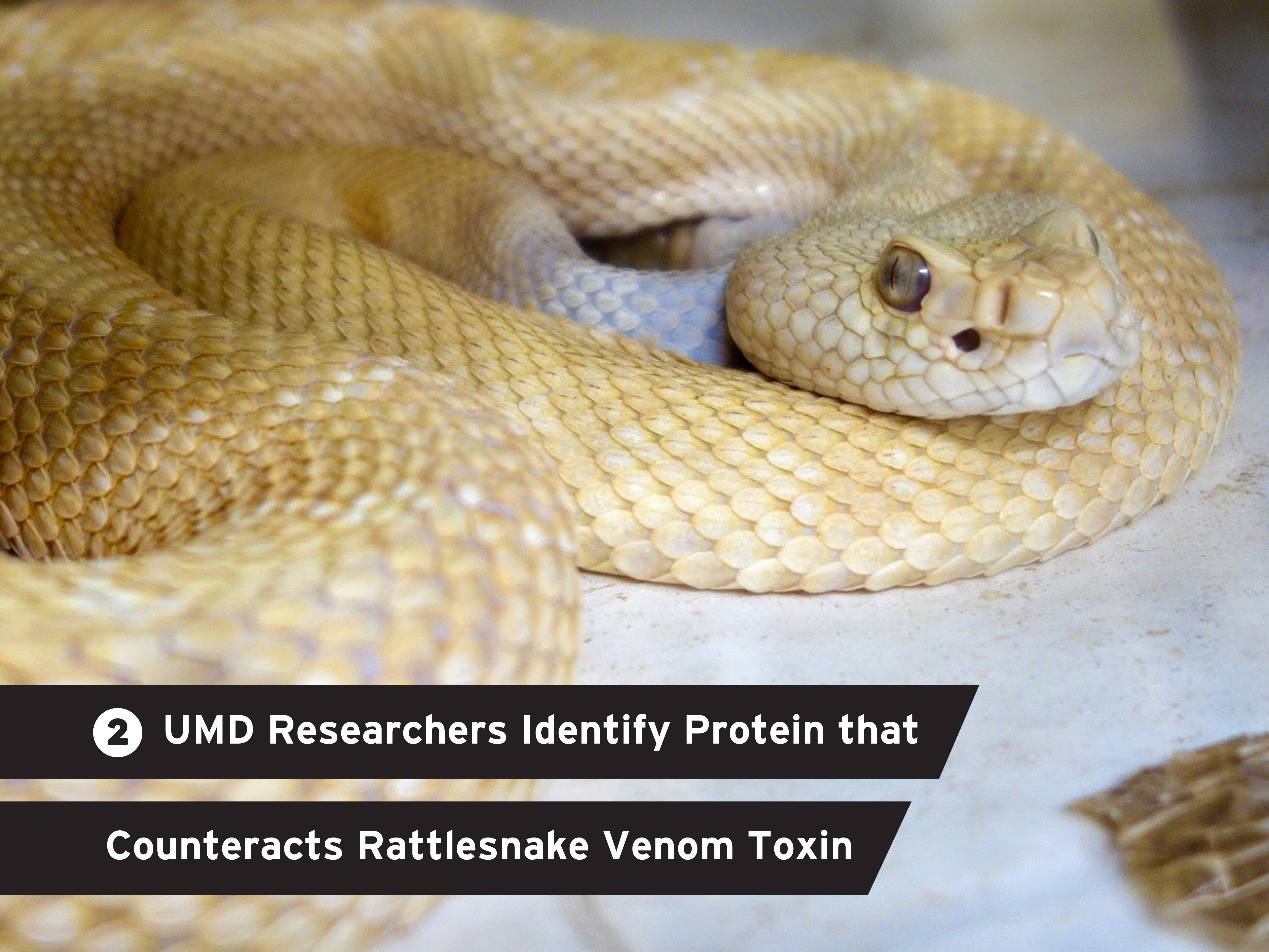 "UMD Researchers Identify Protein that Counteracts Key Rattlesnake Venom Toxins" over a background of a white rattlesnake