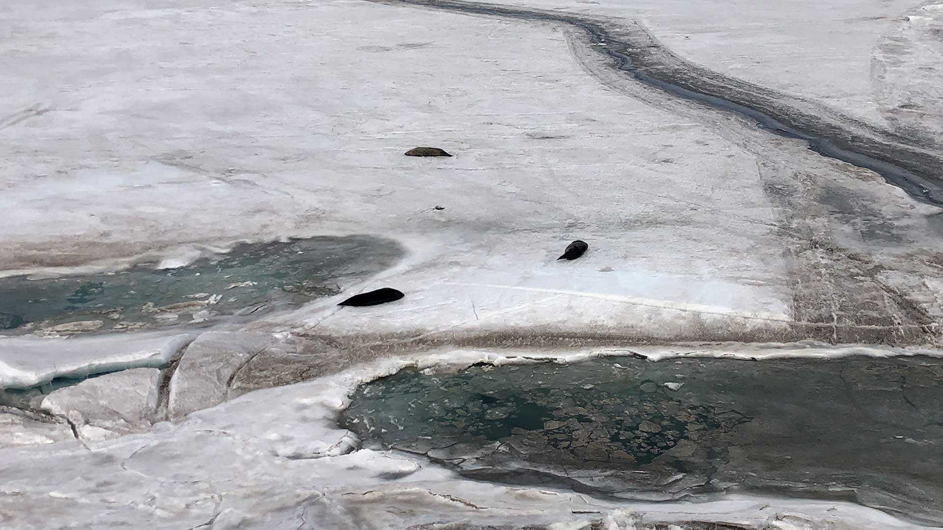 Weddell seals on the sea ice. They are among the unique wildlife that can be seen around McMurdo station, including penguins, whales and sea birds.