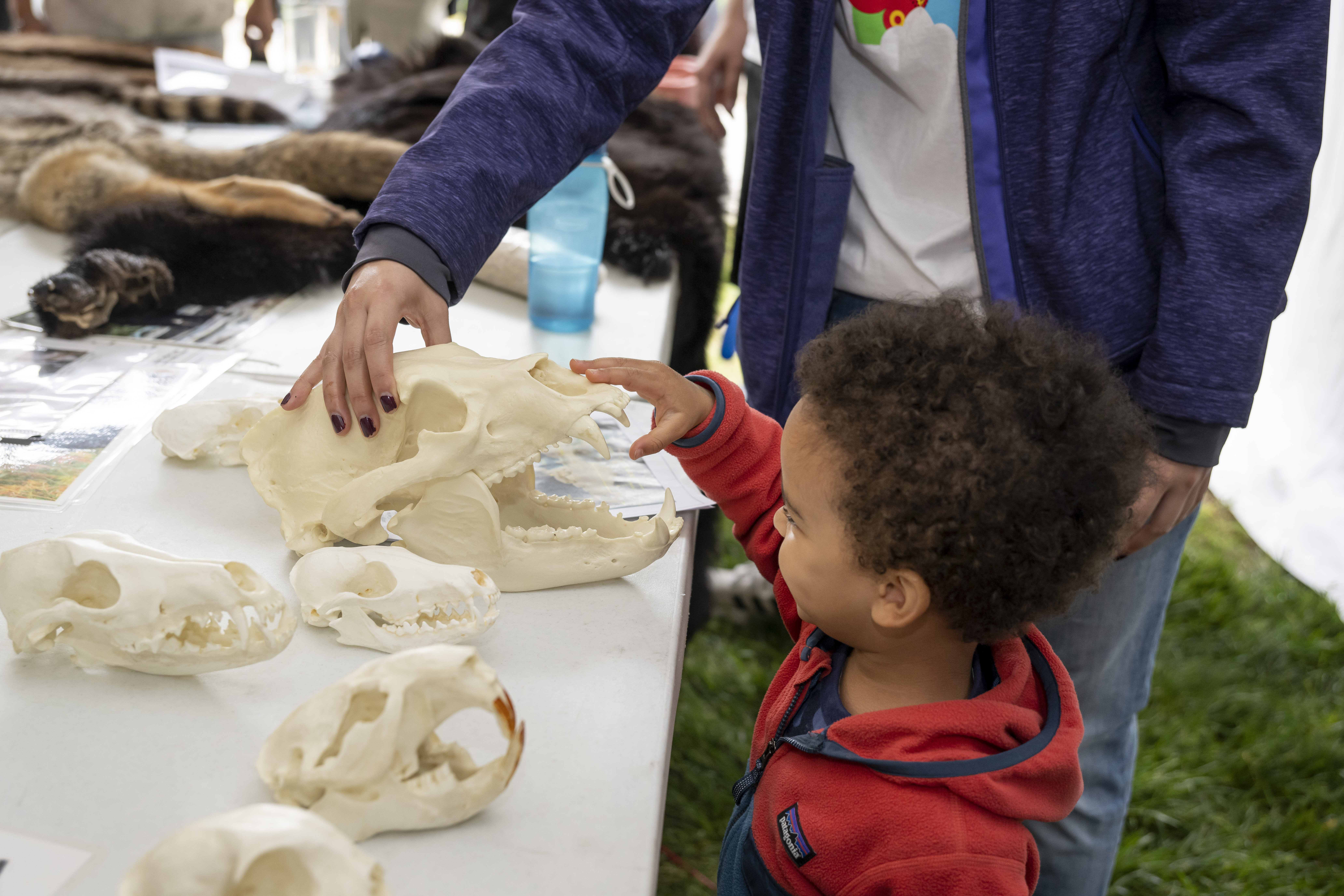 Child touching animal skull at Maryland Day exhibit