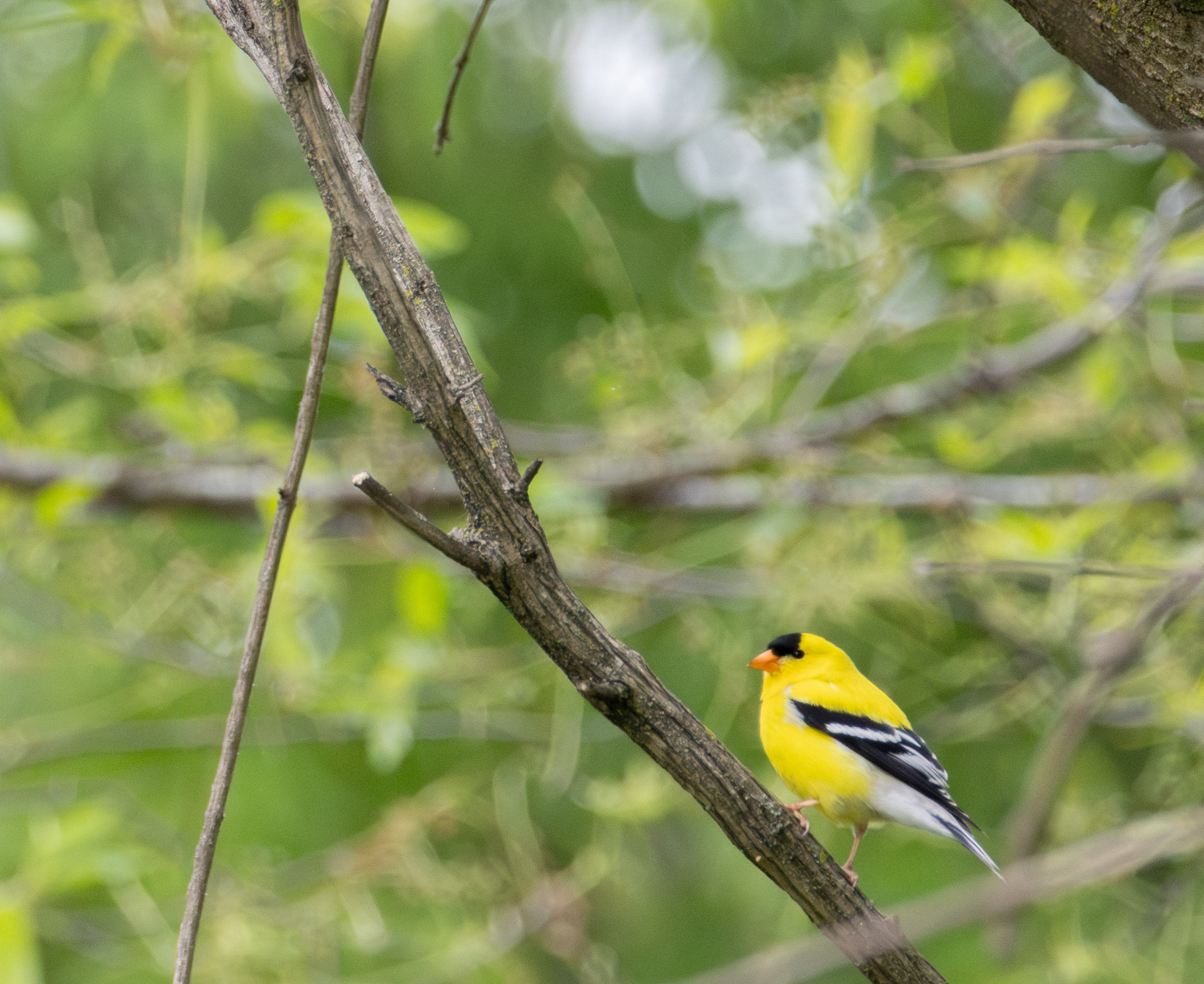 A vivid yellow American Goldfinch with a black cap and black-and-white wings, perched on a diagonal branch. 