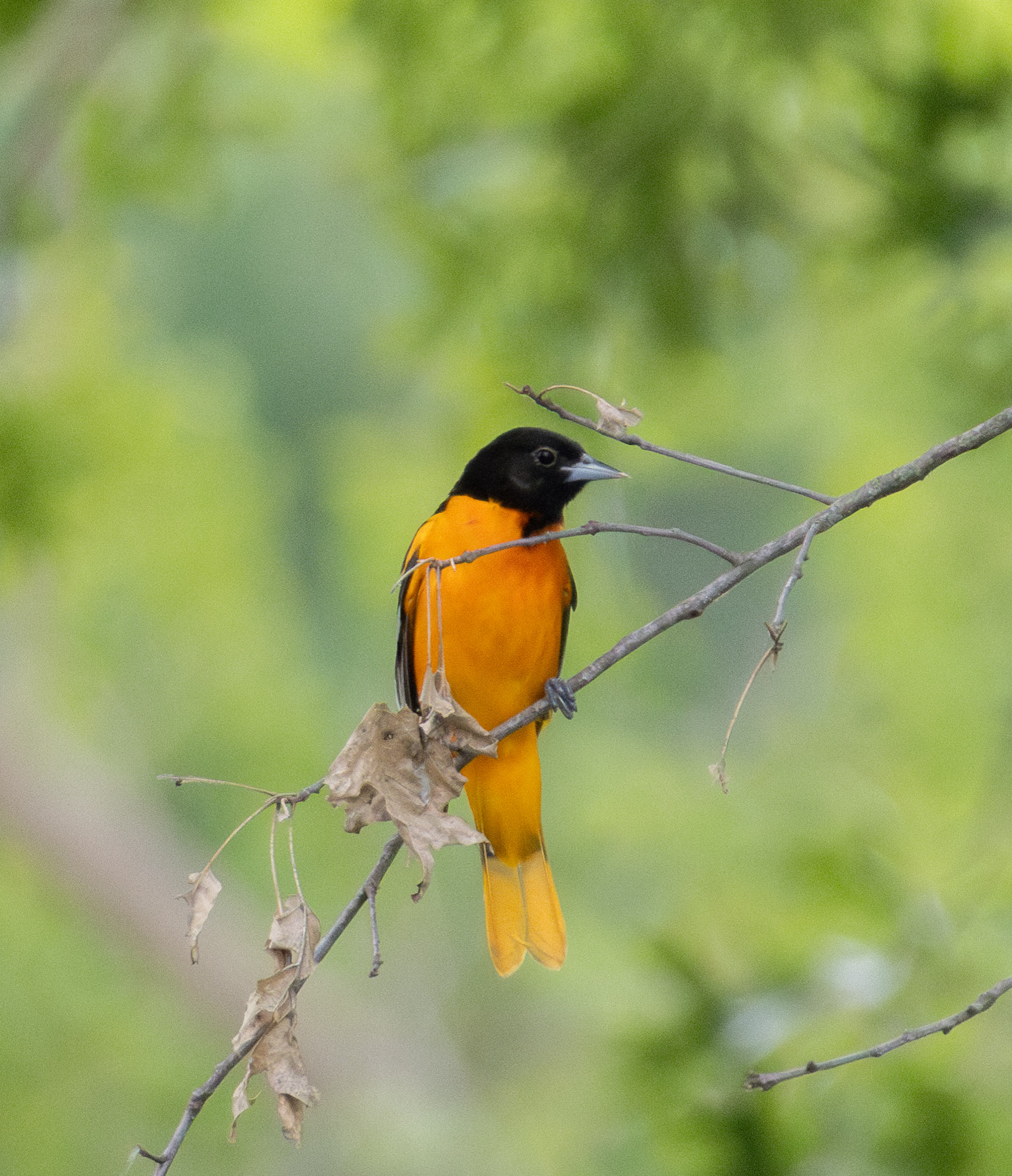 An orange-bodied and black-headed Baltimore Oriole perched on a thin branch.