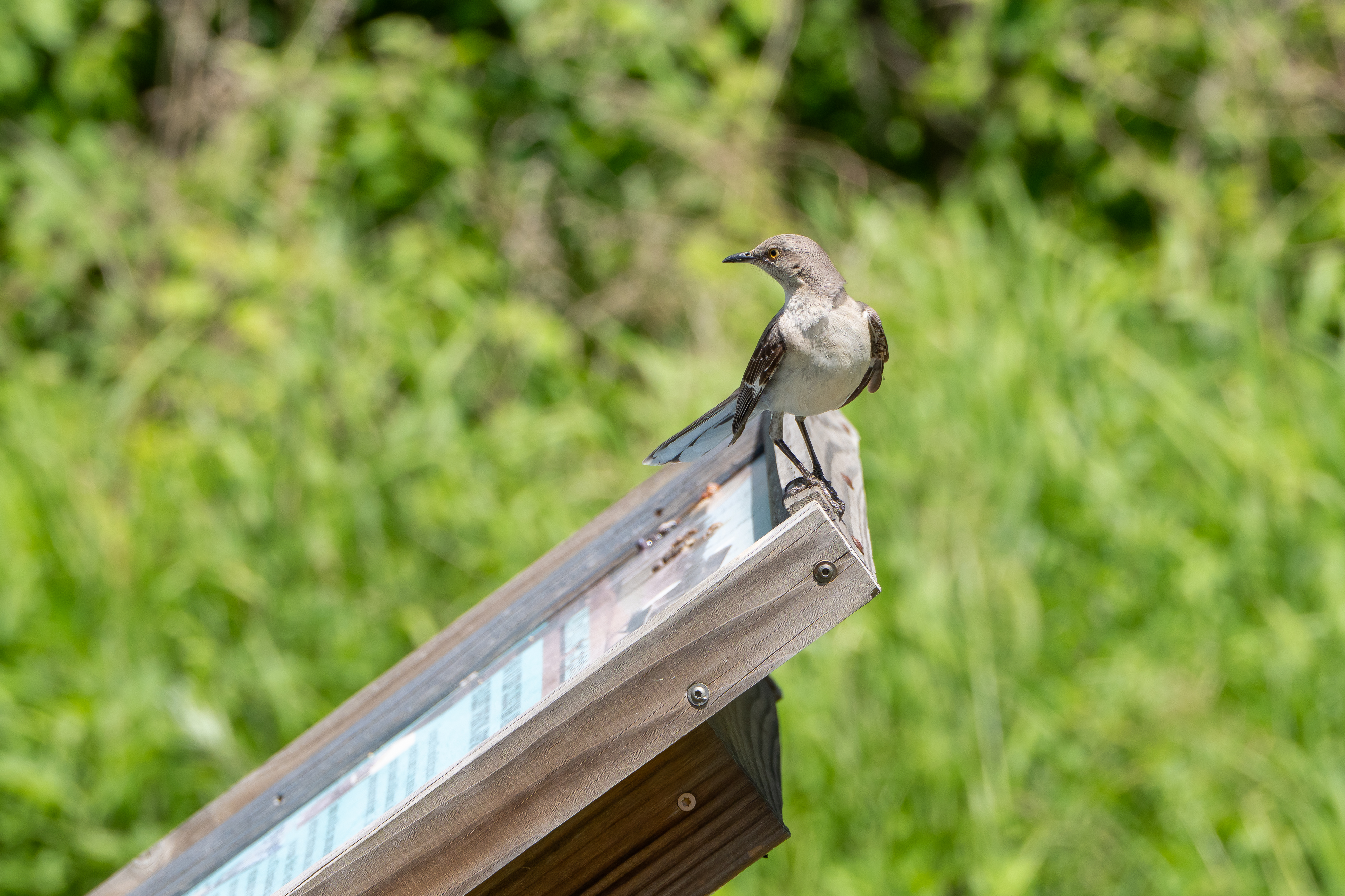 A gray bird perches on a wooden sign against a green backdrop.