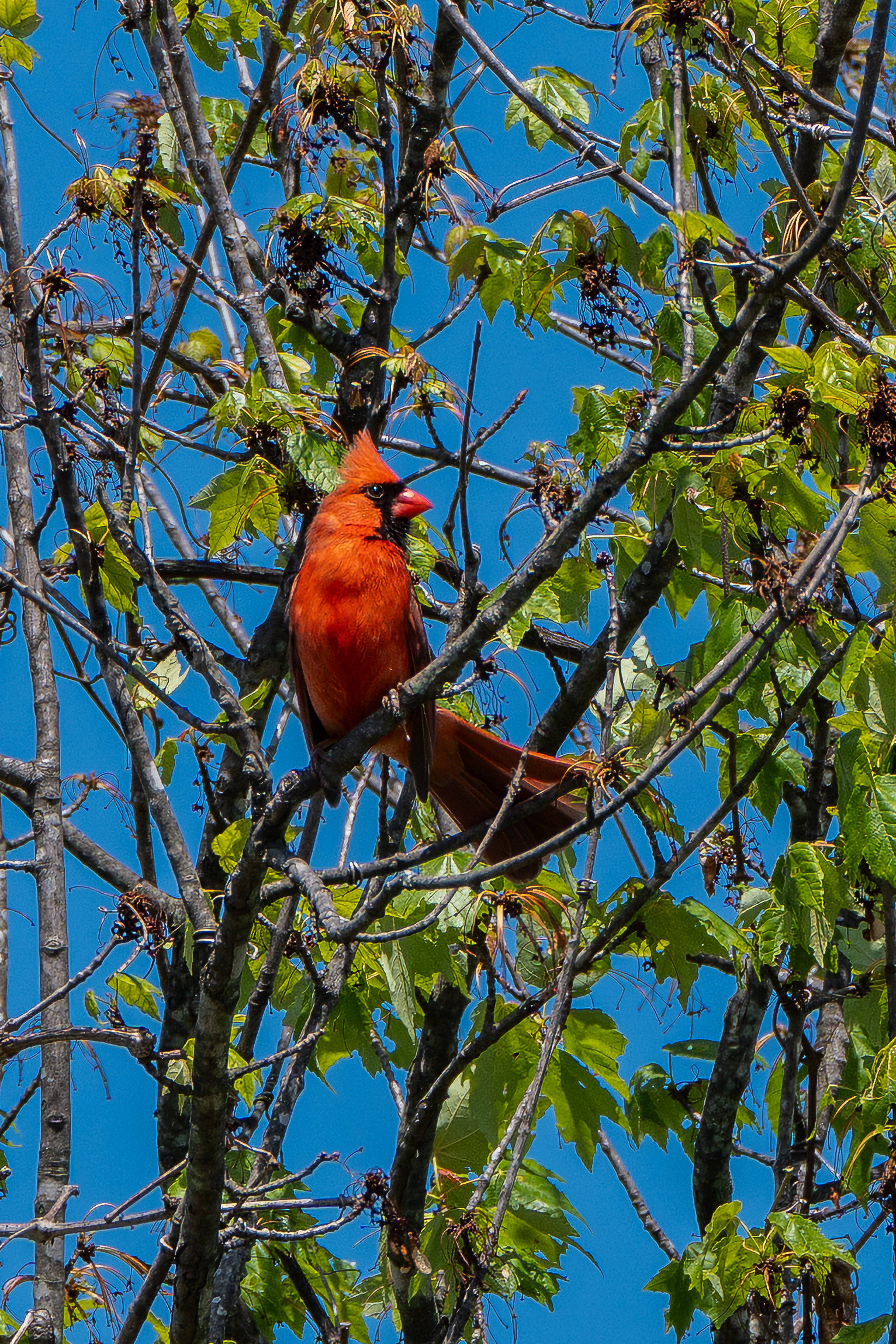 A red cardinal perches on a branch against a green and blue background. 