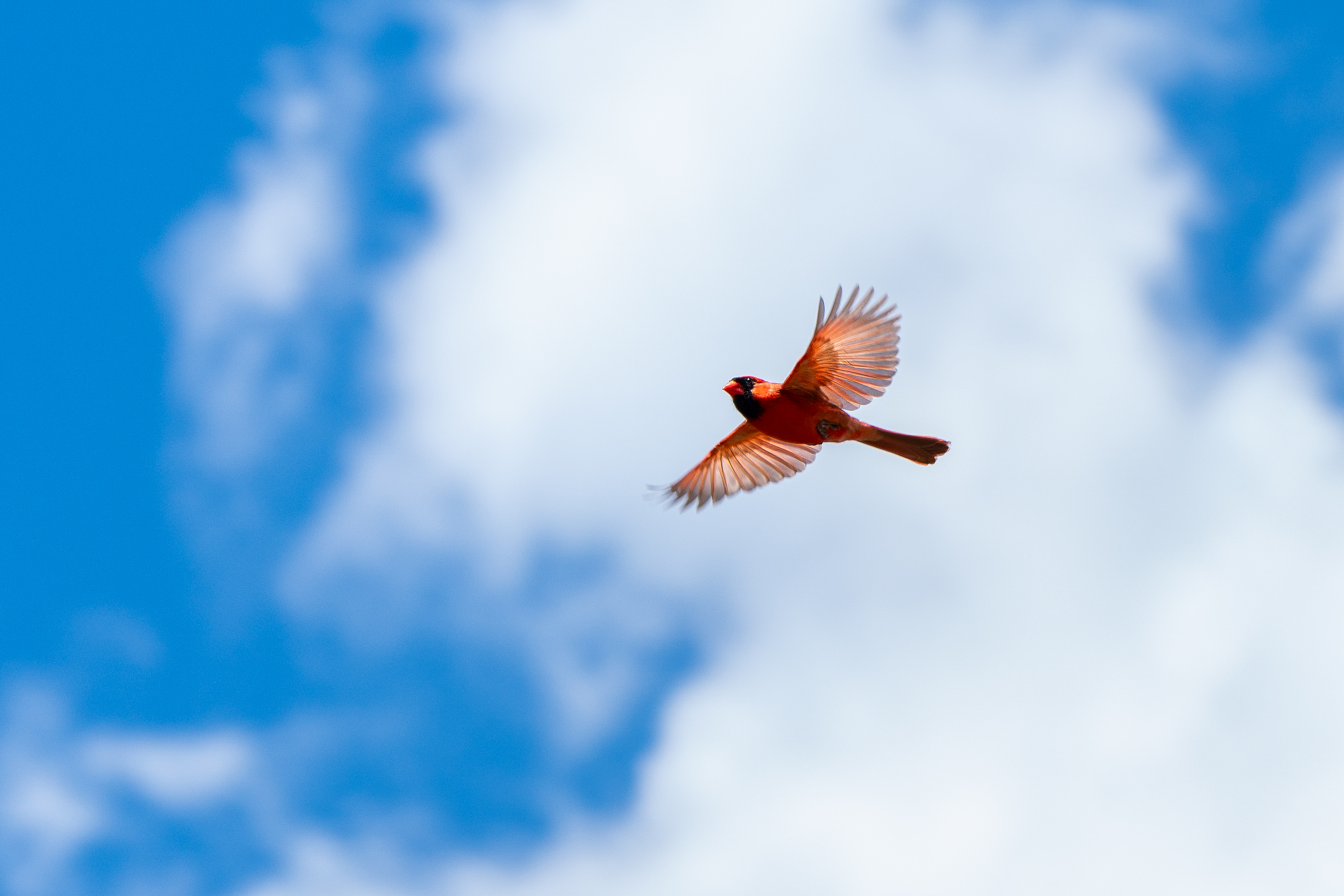 A red cardinal soars against a blue-and-white background of a cloudy sky.