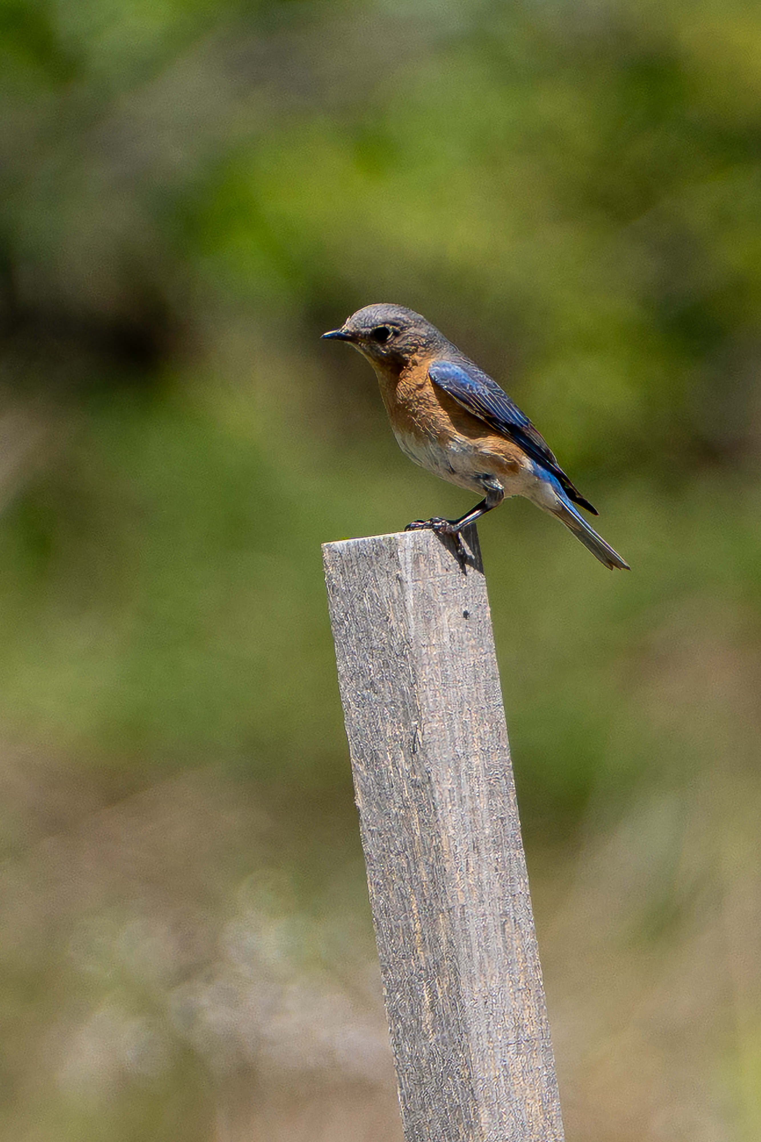 A blue and orange bird stands on the top of a wooden post. 