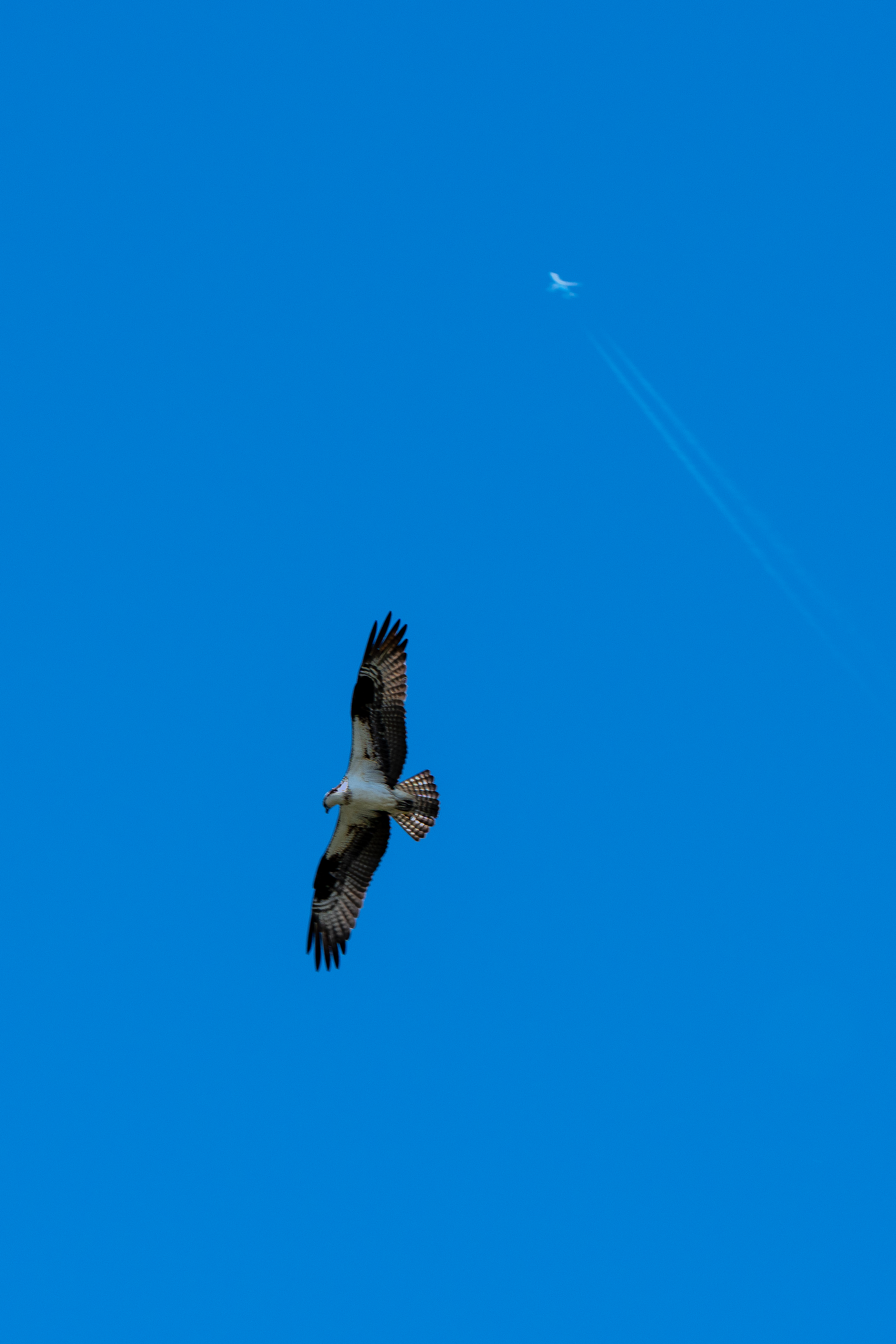 A large bird with black and white wings soars against a blue sky with a plane and its trail in the background.