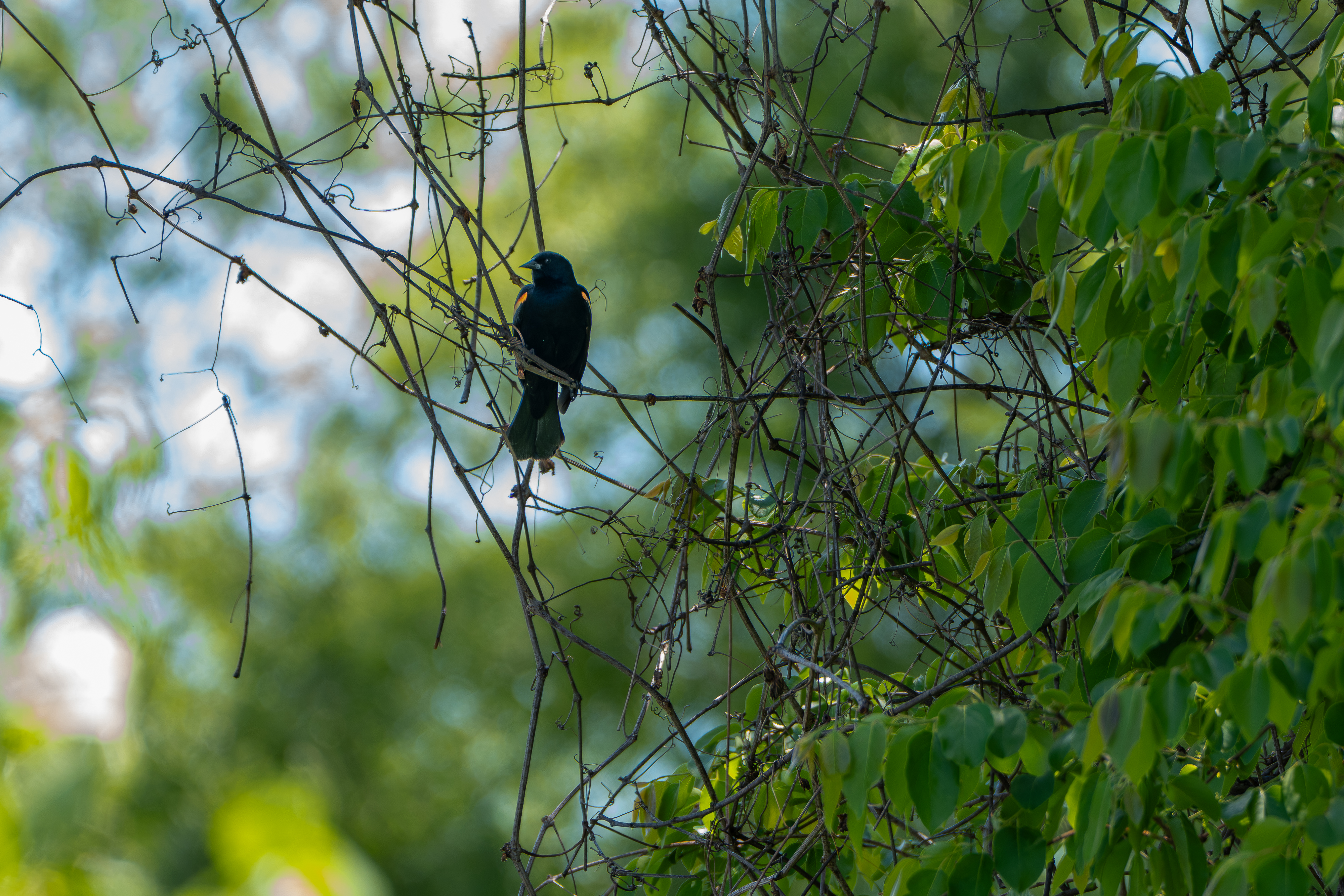 A black bird perched in a tangle of thin branches with a green foliage background. 