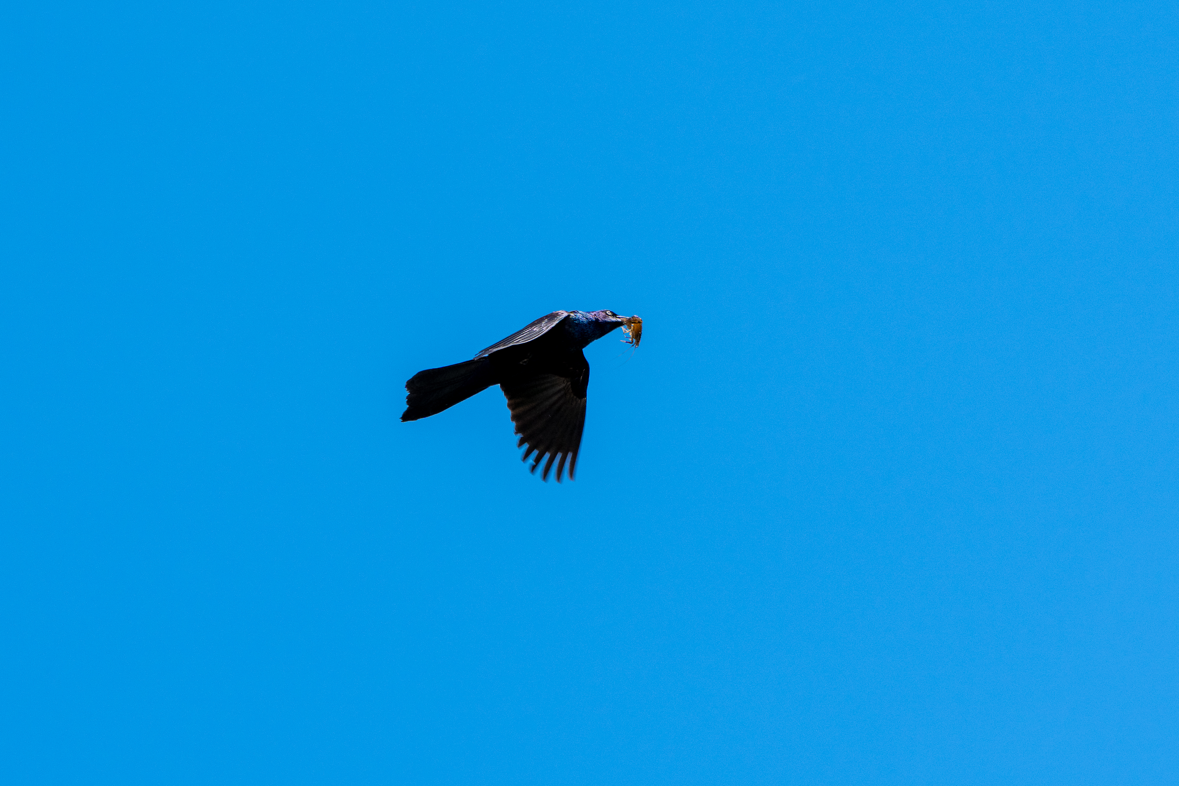 A black common grackle flies in the blue sky with a piece of food in its mouth.