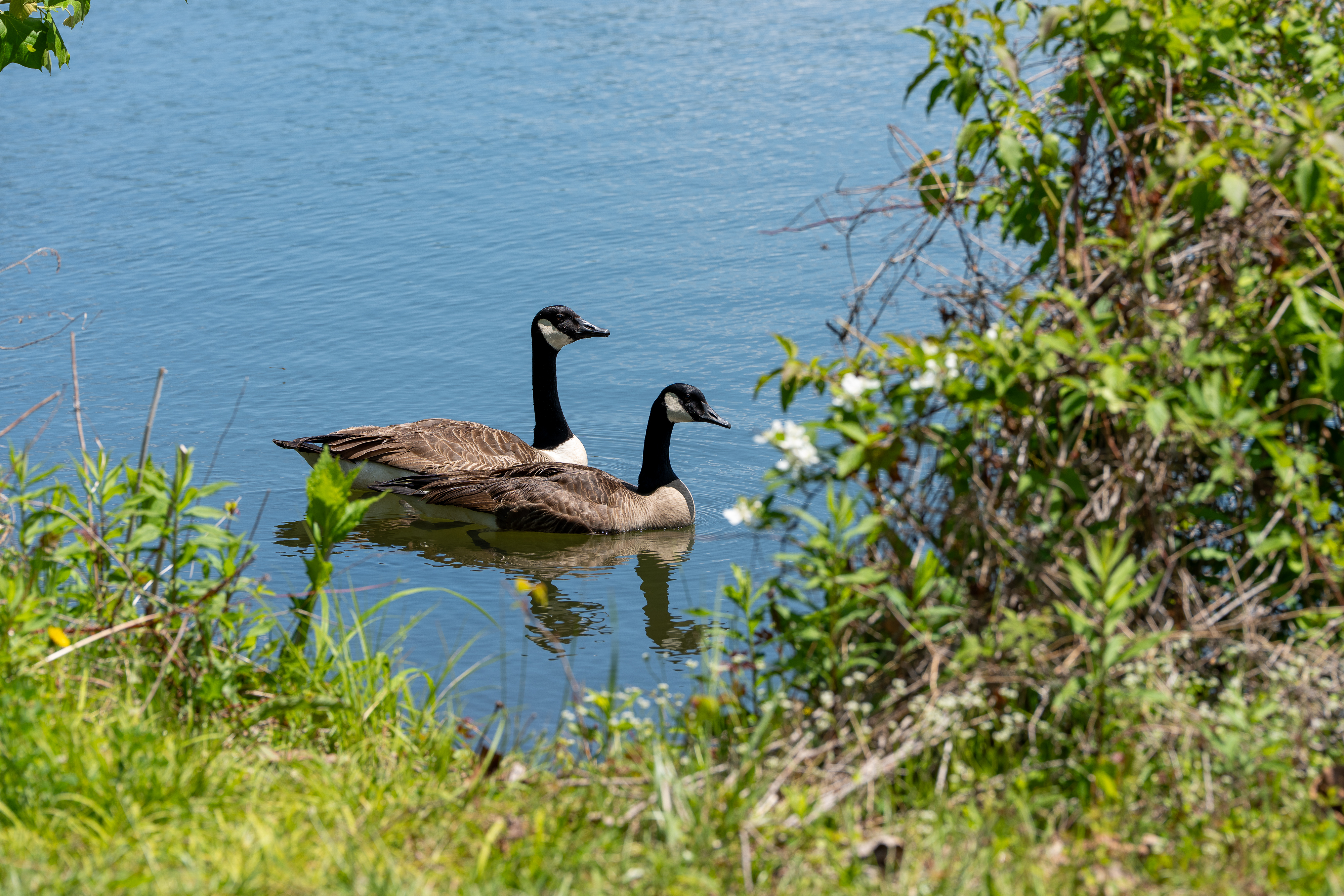 A pair of brown and black birds float on the surface of blue water. 
