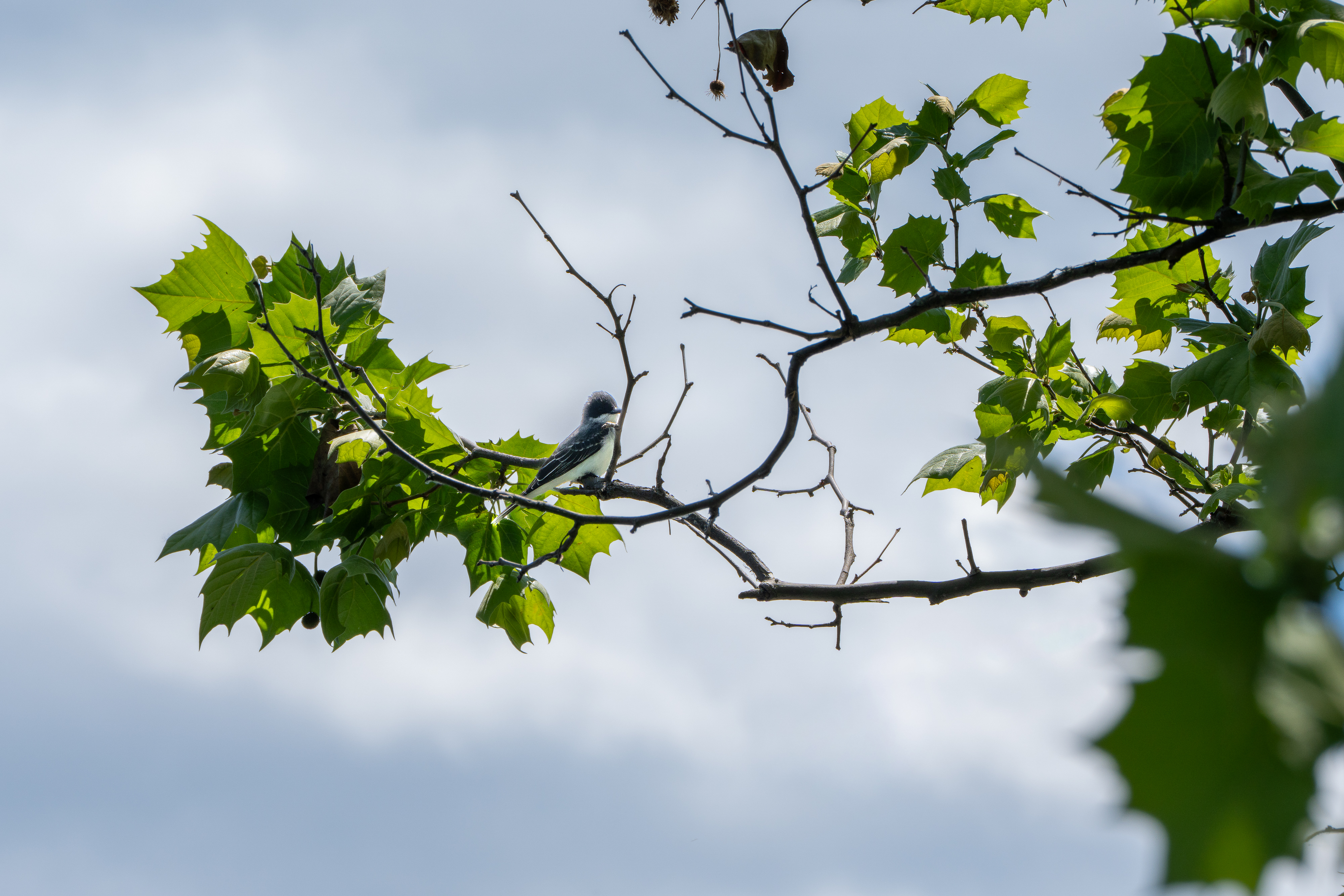 A gray bird perched on a branch with a few green leaves. 