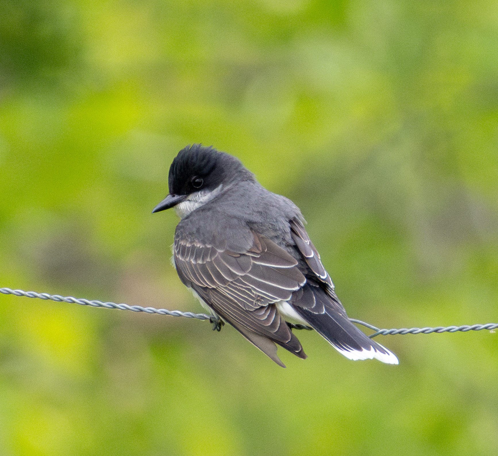 An gray Eastern Kingbird perched on a thin wire. 