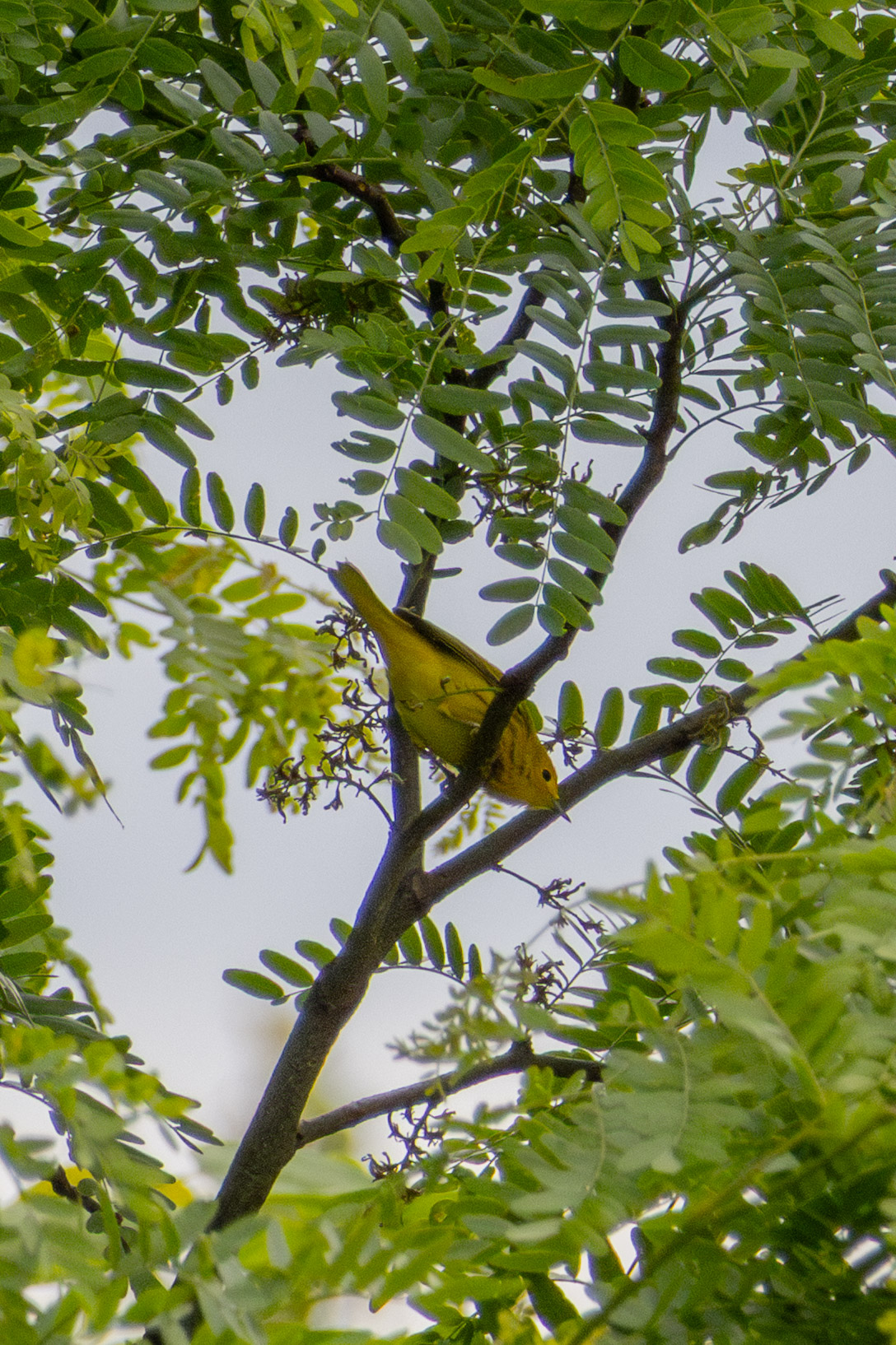 The underside of a yellow bird perched on a y-shaped branch against a canopy backdrop. 