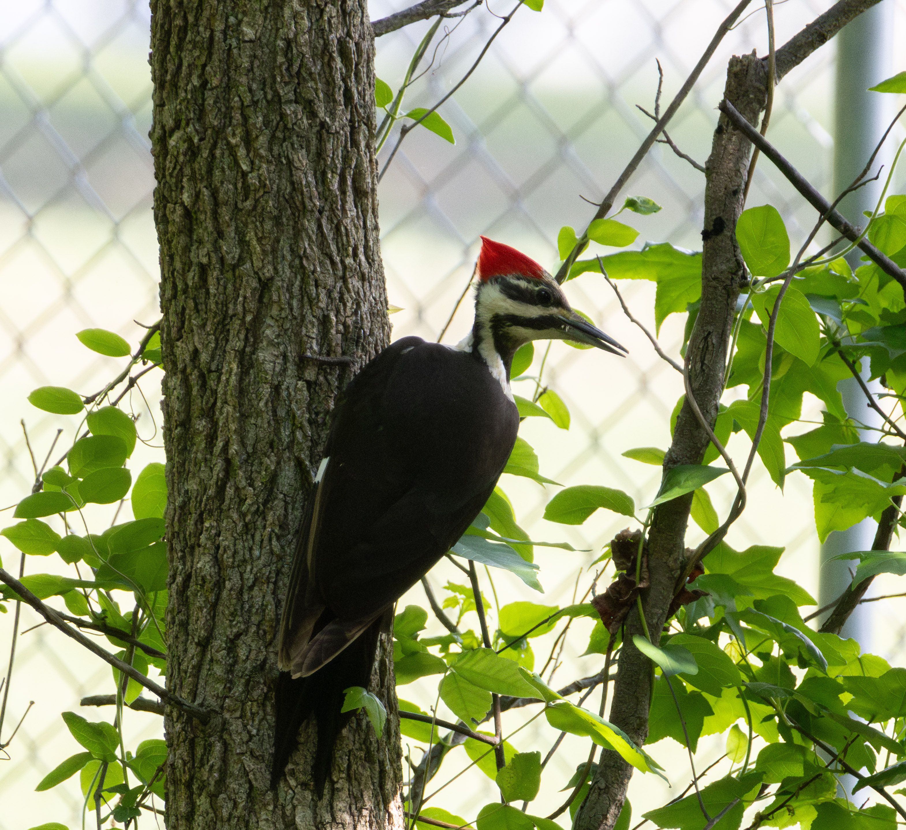 A black bird with a red, white black head stands with its feet gripping the trunk of a small tree.