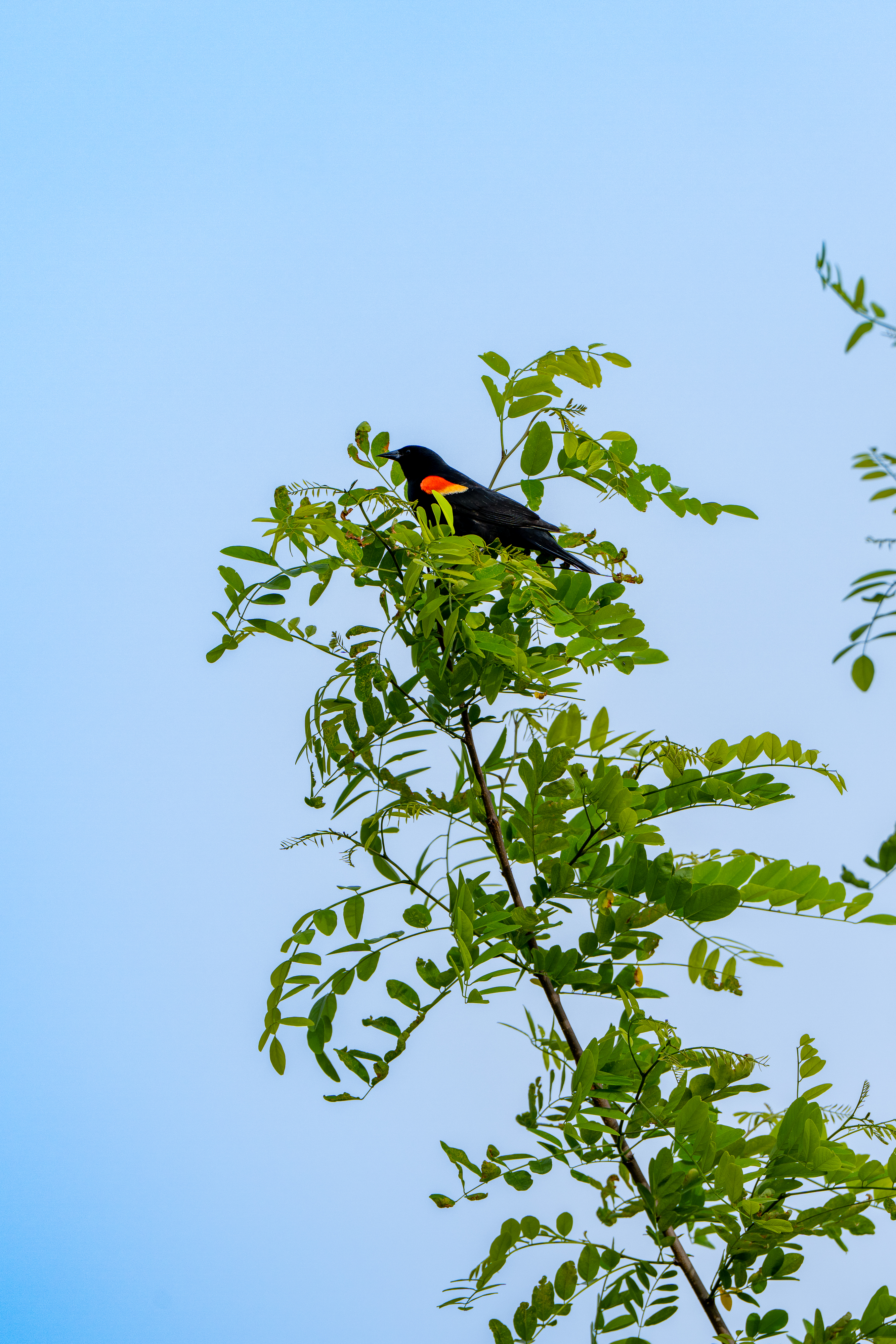 A black bird with red patches on its wings perches at the end of a tree branch amongst green leaves. 