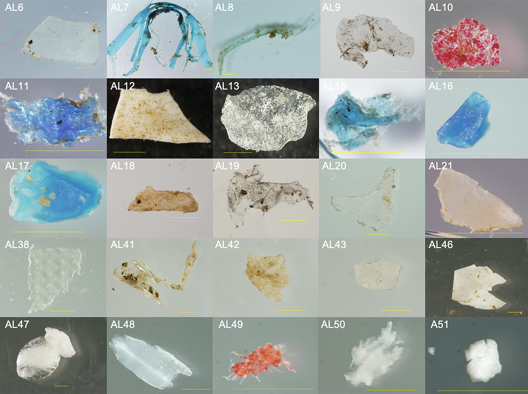 A variety of microplastics are pictured under a microscope