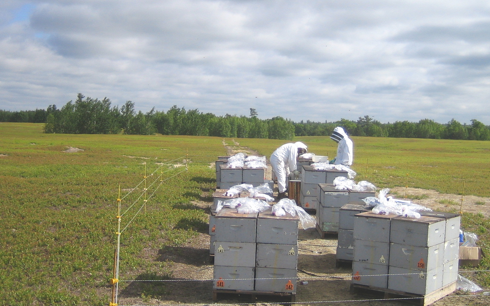 Researchers collect pollen samples from honey bee hives used to pollinate blueberries in Maine. Photo: Michael Andree