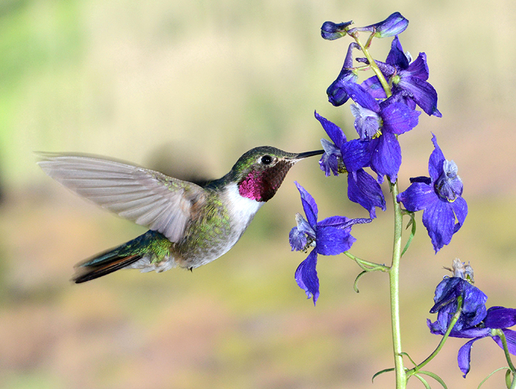 Hummingbirds See Colors Humans Can Only Imagine College of Computer