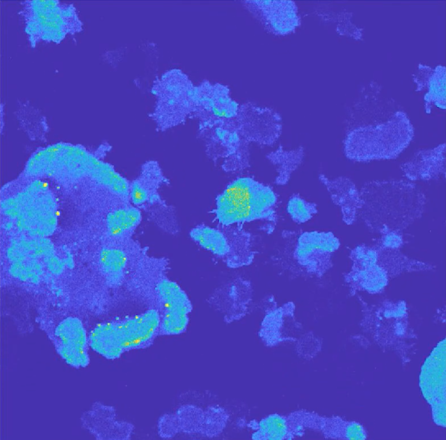 mycoplasma dapi