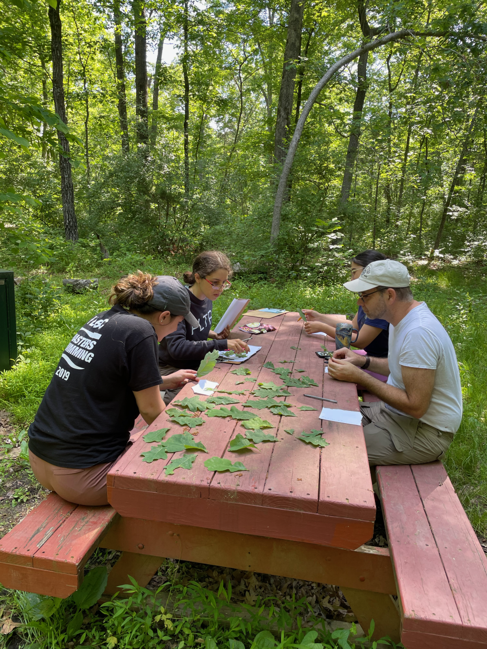 Cicada study researchers