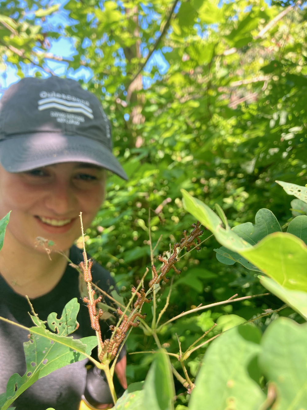 Grace Soltis conducting herbivore census. Credit: Zoe Getman-Pickering