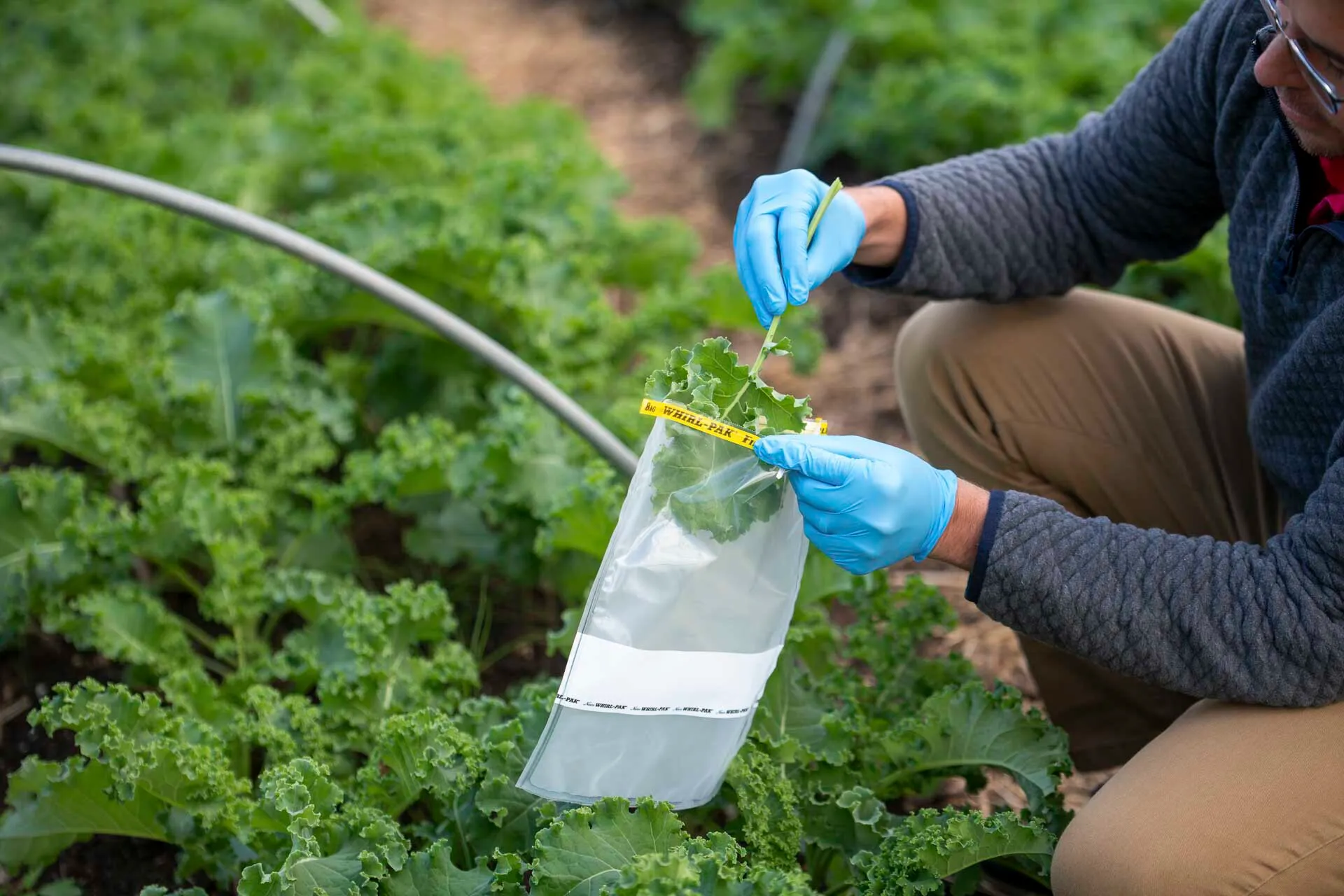 man wearing blue gloves places leave in a plastic bag