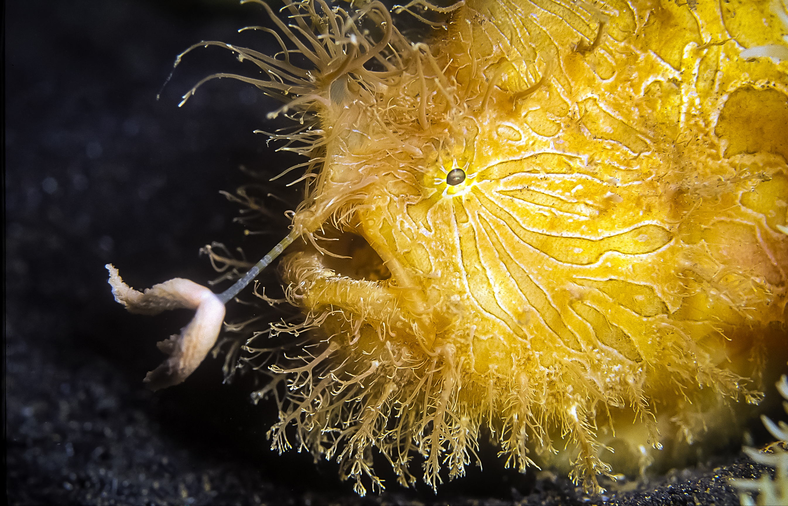 A yellow and white hairy-looking fish on the seafloor luring a smller fish toward its open mouth. 