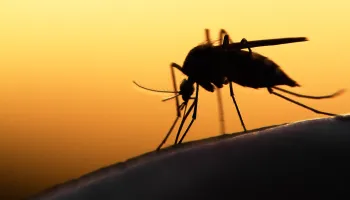 Scientists Develop Floral-Scented Fungus That Lures Mosquitoes to Their Doom 