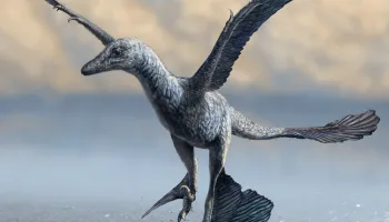 Researchers Solve Mystery of ‘Dinky’ Dinosaur’s Unusually Long Stride