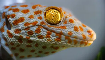 Scientists Uncover Auditory “Sixth Sense” in Geckos 