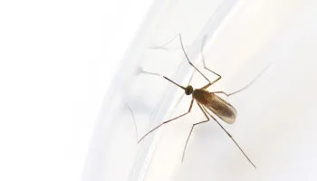 Targeting the World’s Most Bloodthirsty Killer
