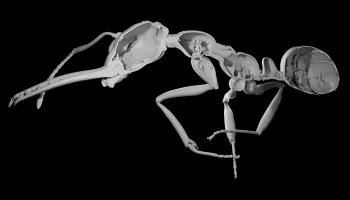 Ant Societies Rose by Trading Individual Protection for Collective Power