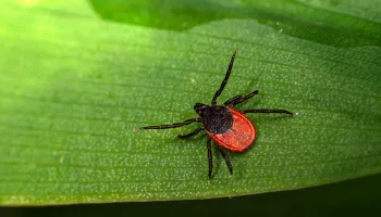 Rising Temperatures May Push Lyme Disease Risk Westward in Maryland