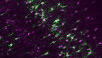 Scientists Discover a Brain Cycle That May Explain Why Learning Eventually Stalls