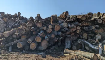 Burying Wood Debris Can Help Slow Global Warming, Study Shows