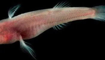 UMD's Daphne Soares' startling discovery about blind cavefish