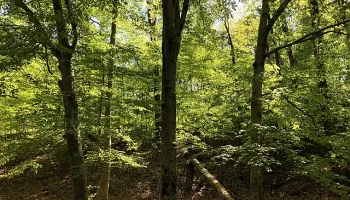 Looking Up: Maryland’s Forests and COVID-19