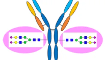 New Method Enables Creation of Better Therapeutic Antibodies