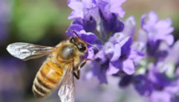 Dennis vanEngelsdorp's Passion for Honey Bees Captured in New Short Film