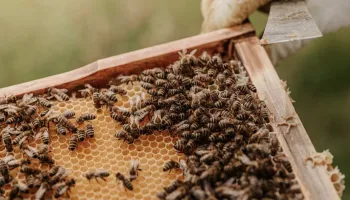 Odd Year for U.S. Beekeepers