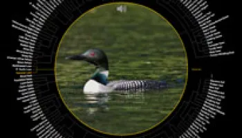 Bird Watching in the 21st Century
