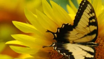 NSF Grant to Broaden Access to Butterfly Research